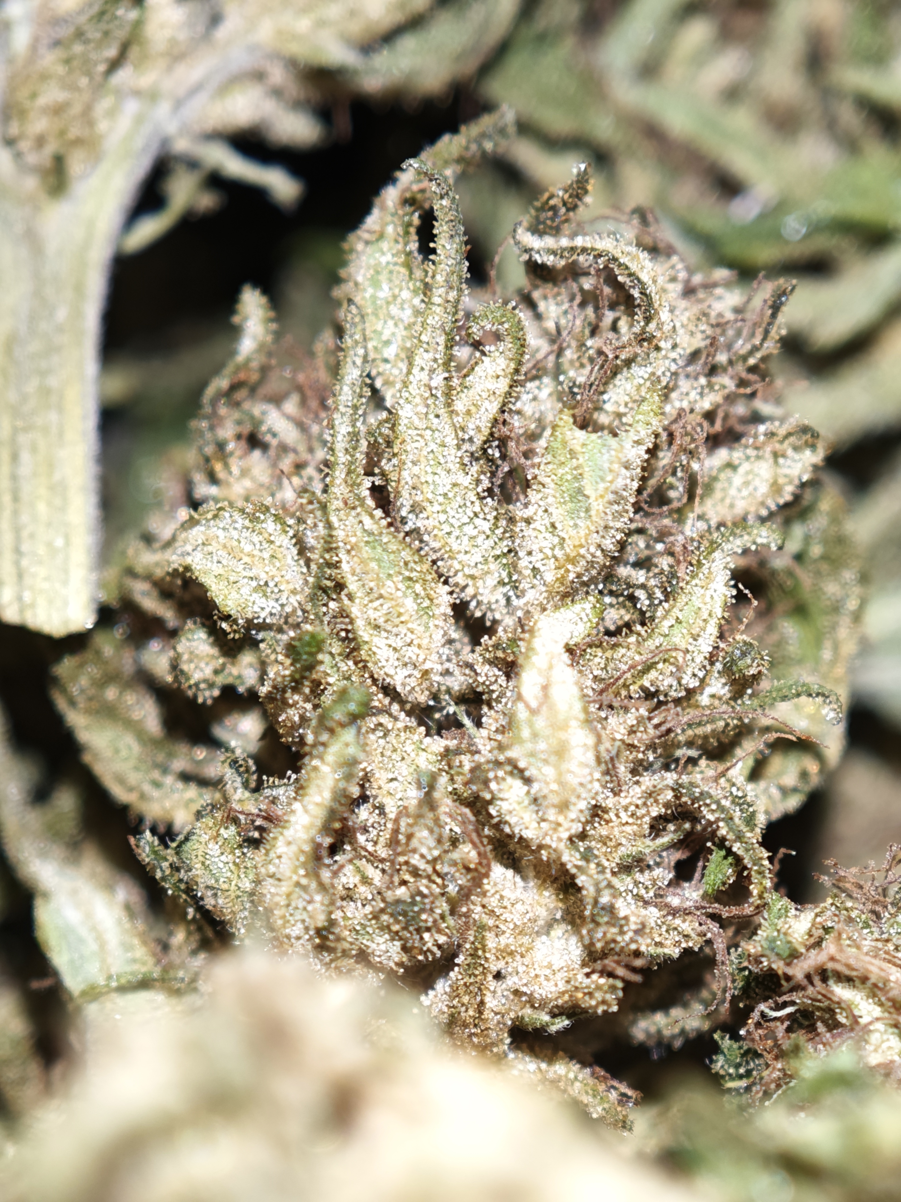 StrawNana OG