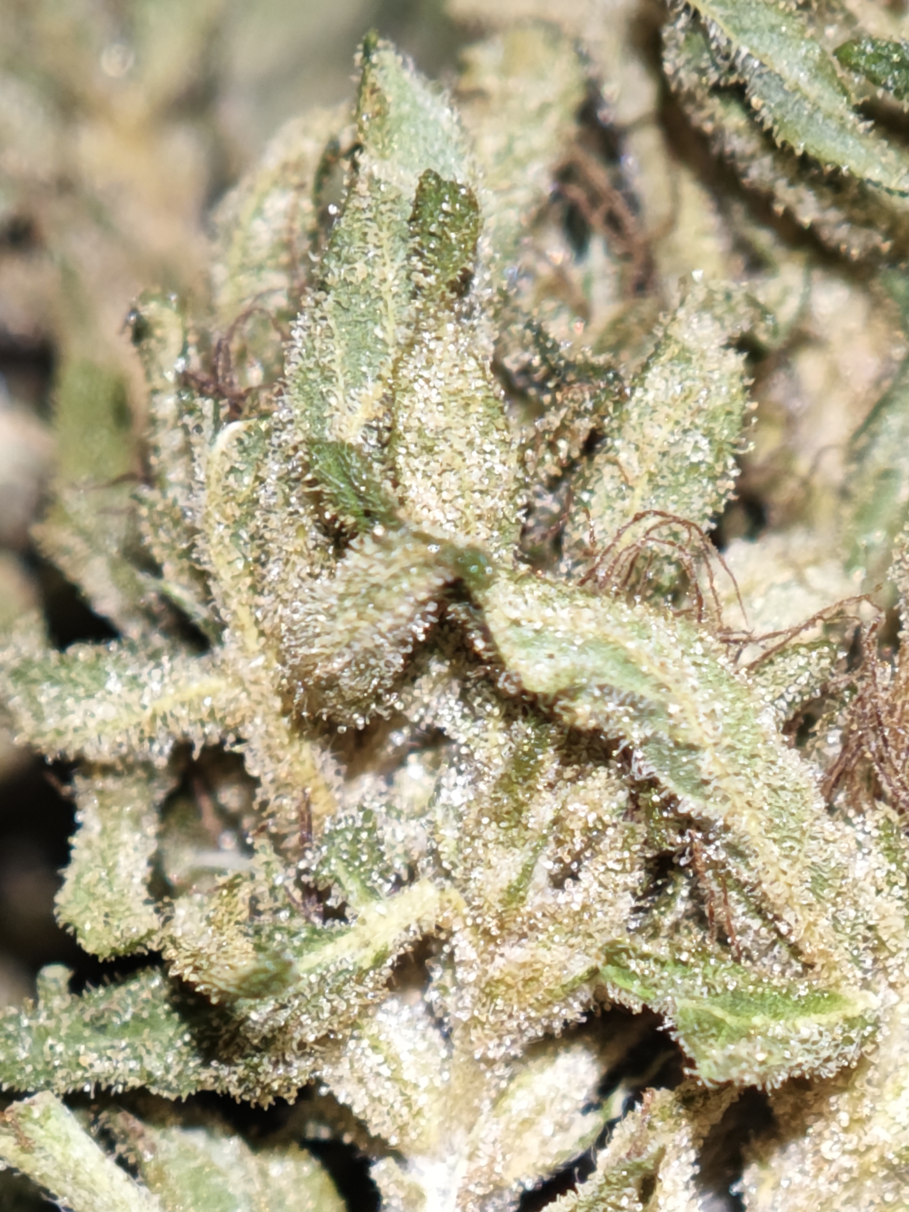 StrawNana OG 4