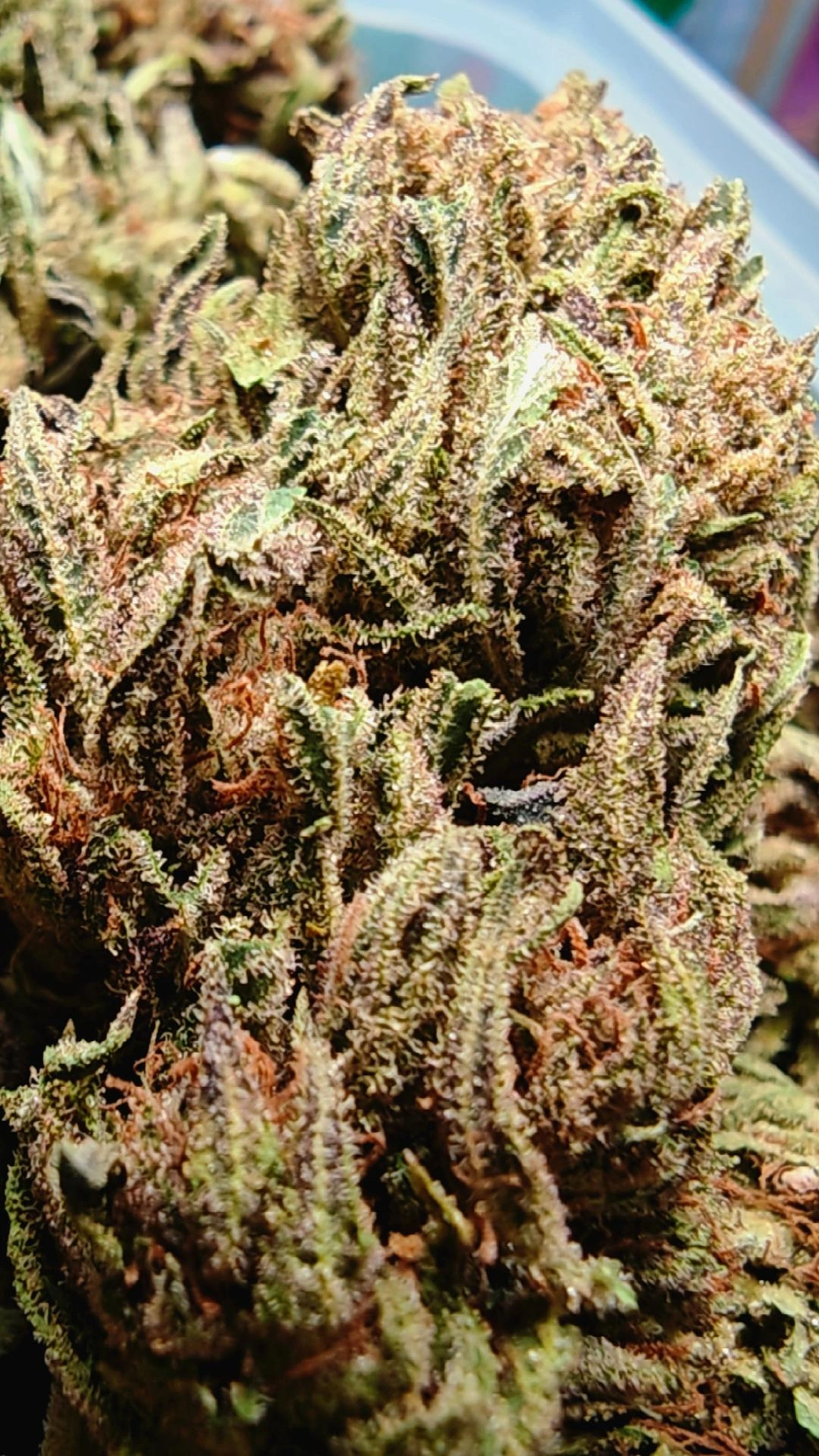 Skunk 3
