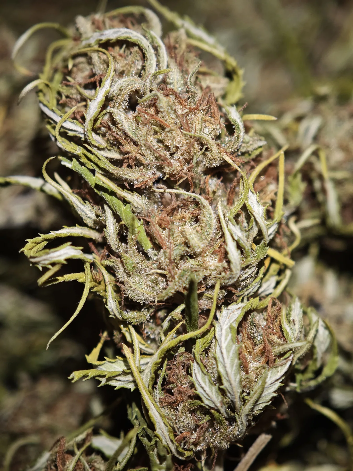 Chem  Berry 2