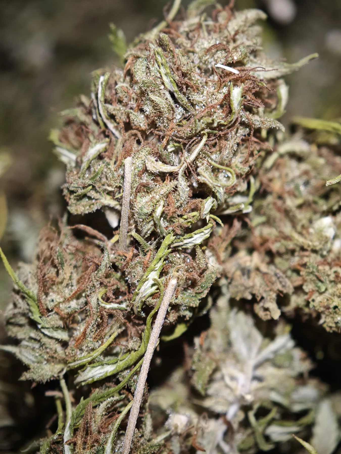 Chem  Berry 1