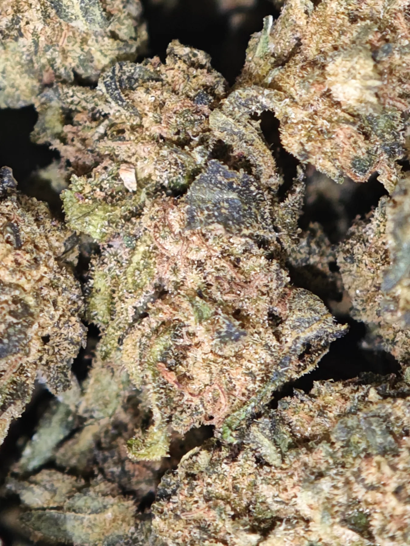 pirate berry 3