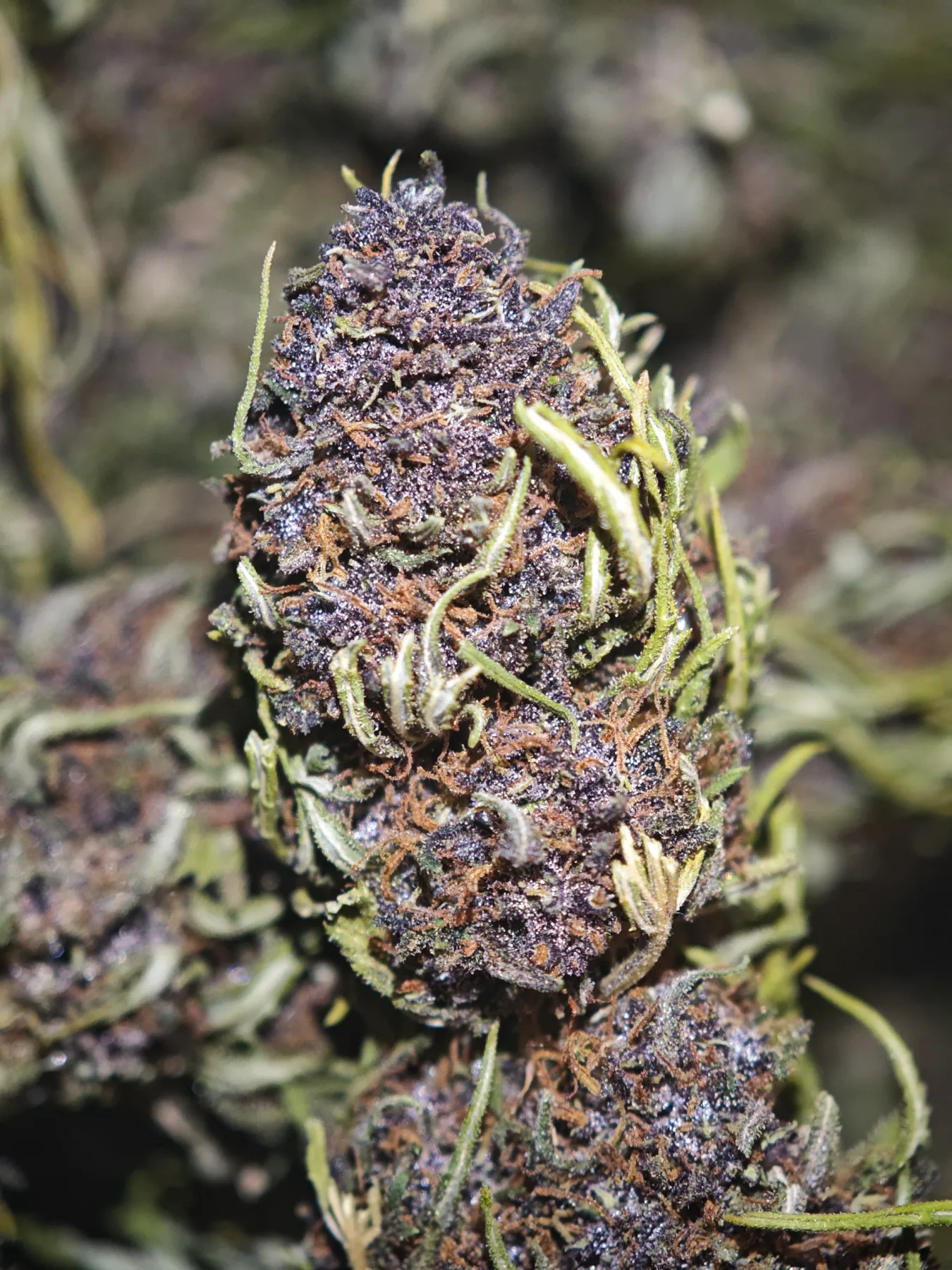 Lavander 1
