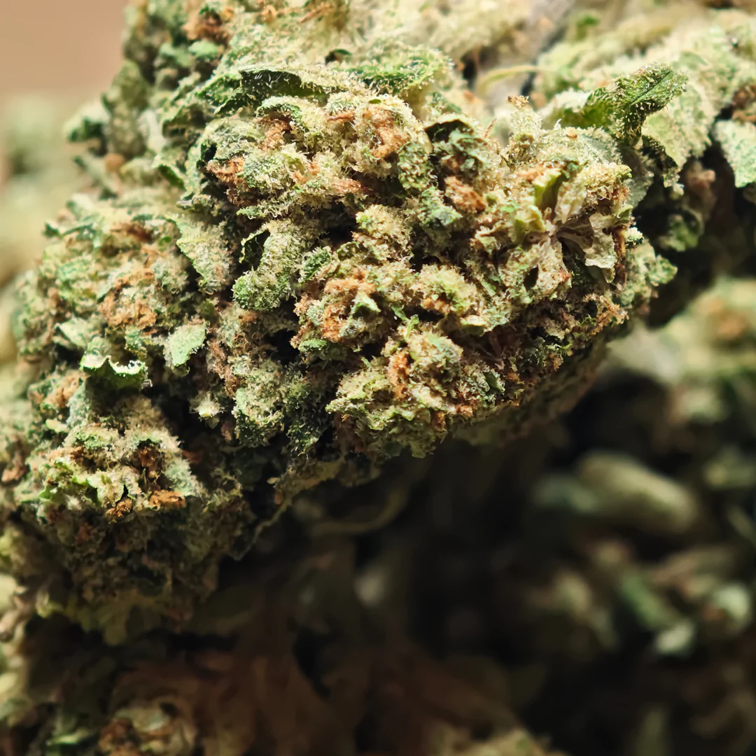 Mimosa 3