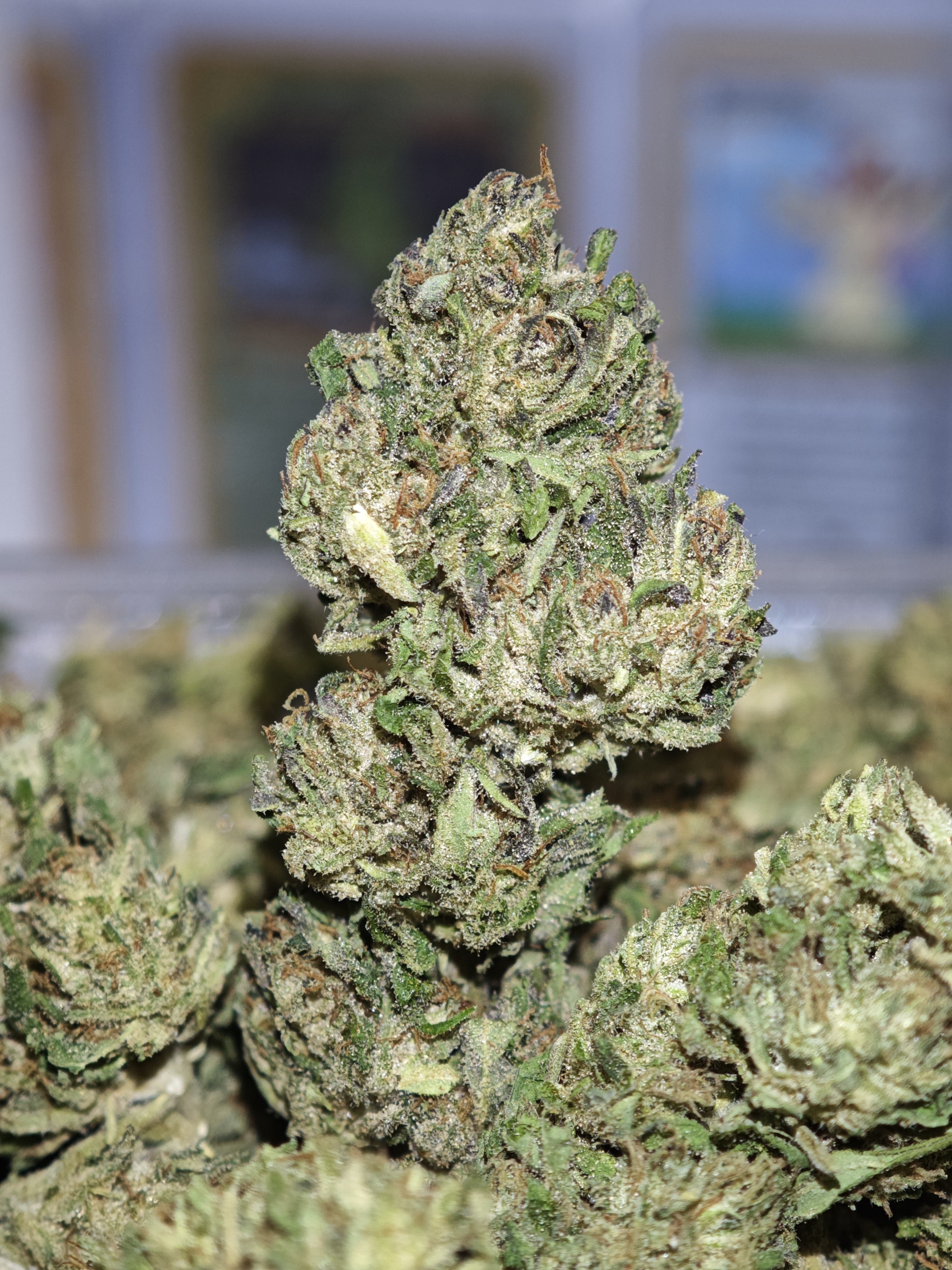 Hawaïan haze 2