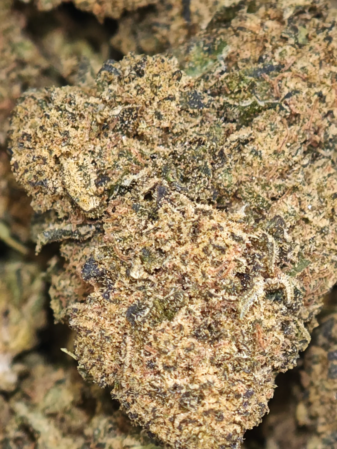 pirate berry 2