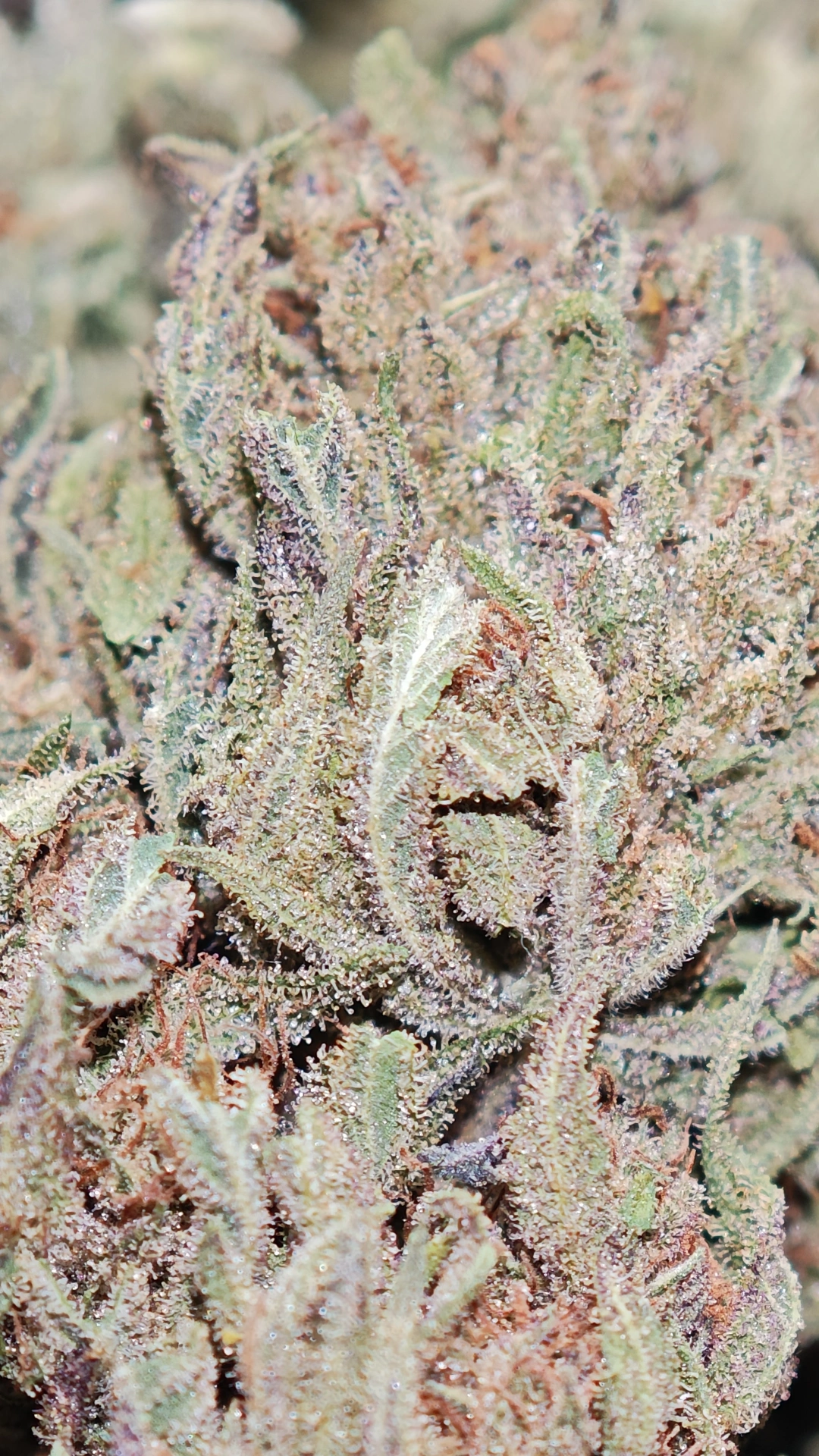 Skunk