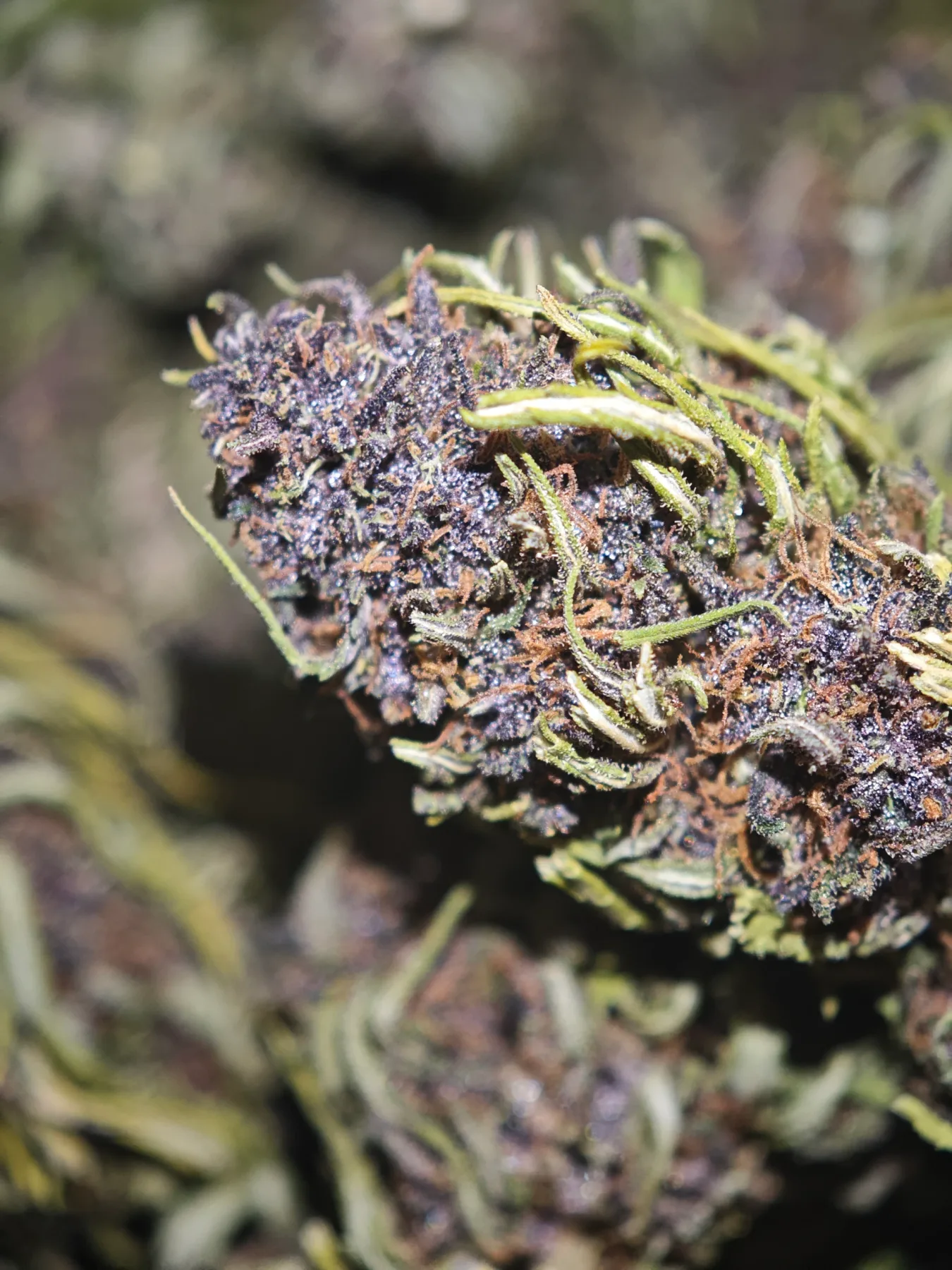 Lavander 2