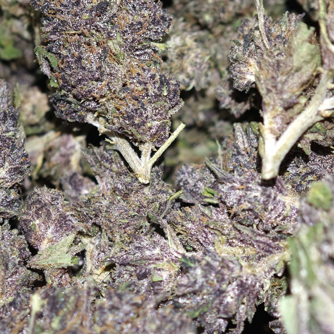 Saphir Kush 3