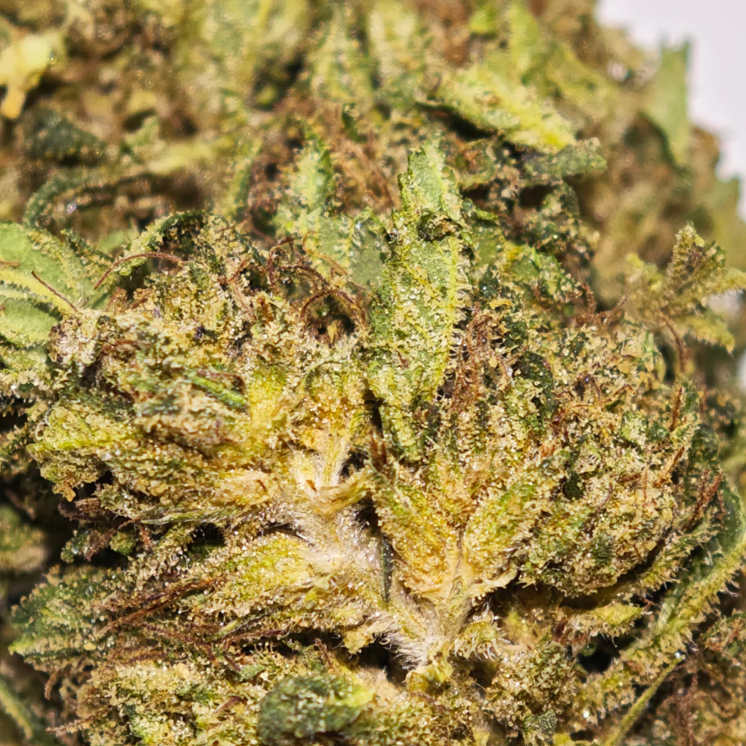 Shivas Nectar 3