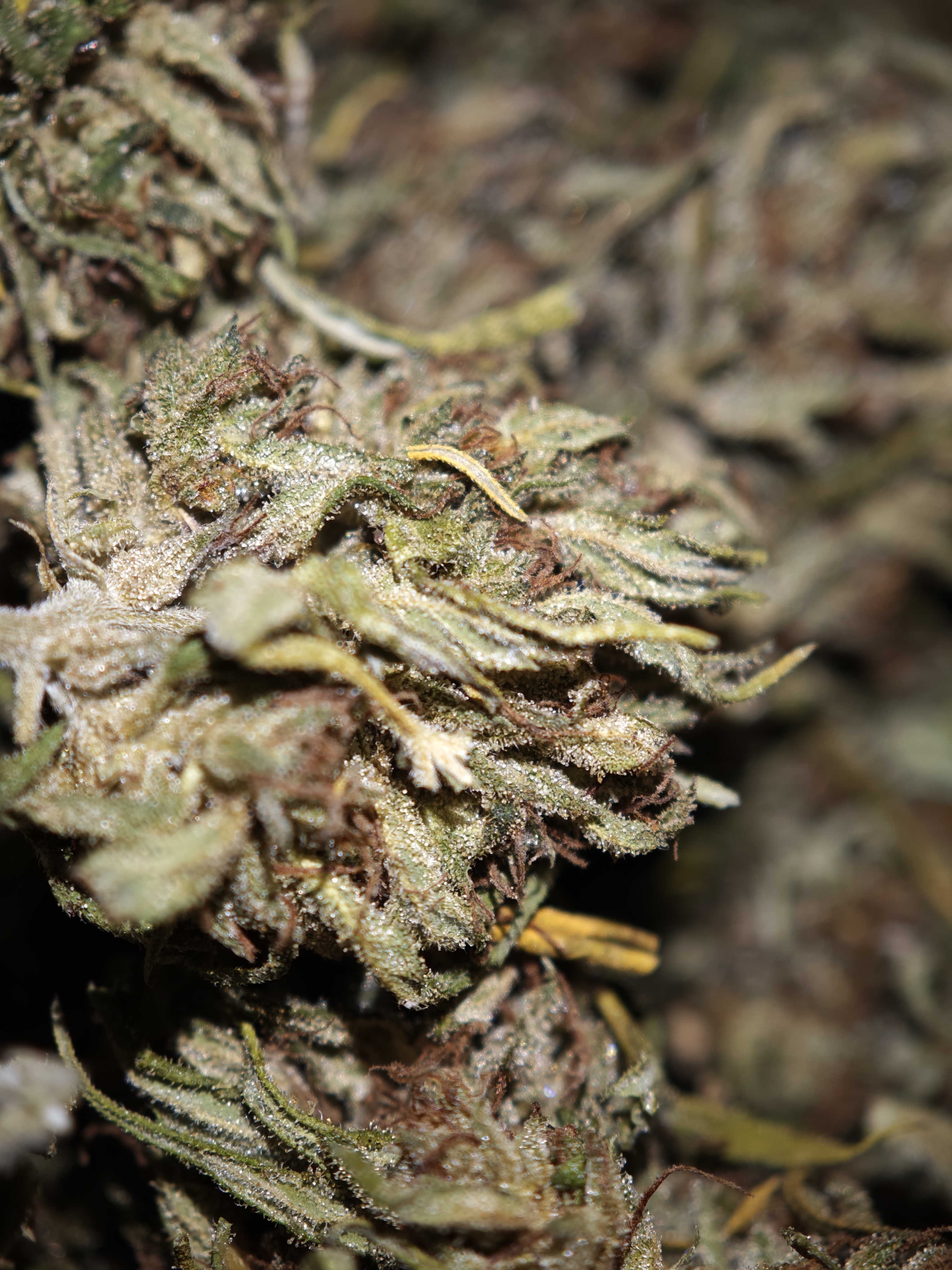 VERY CHERRY BERRY 3