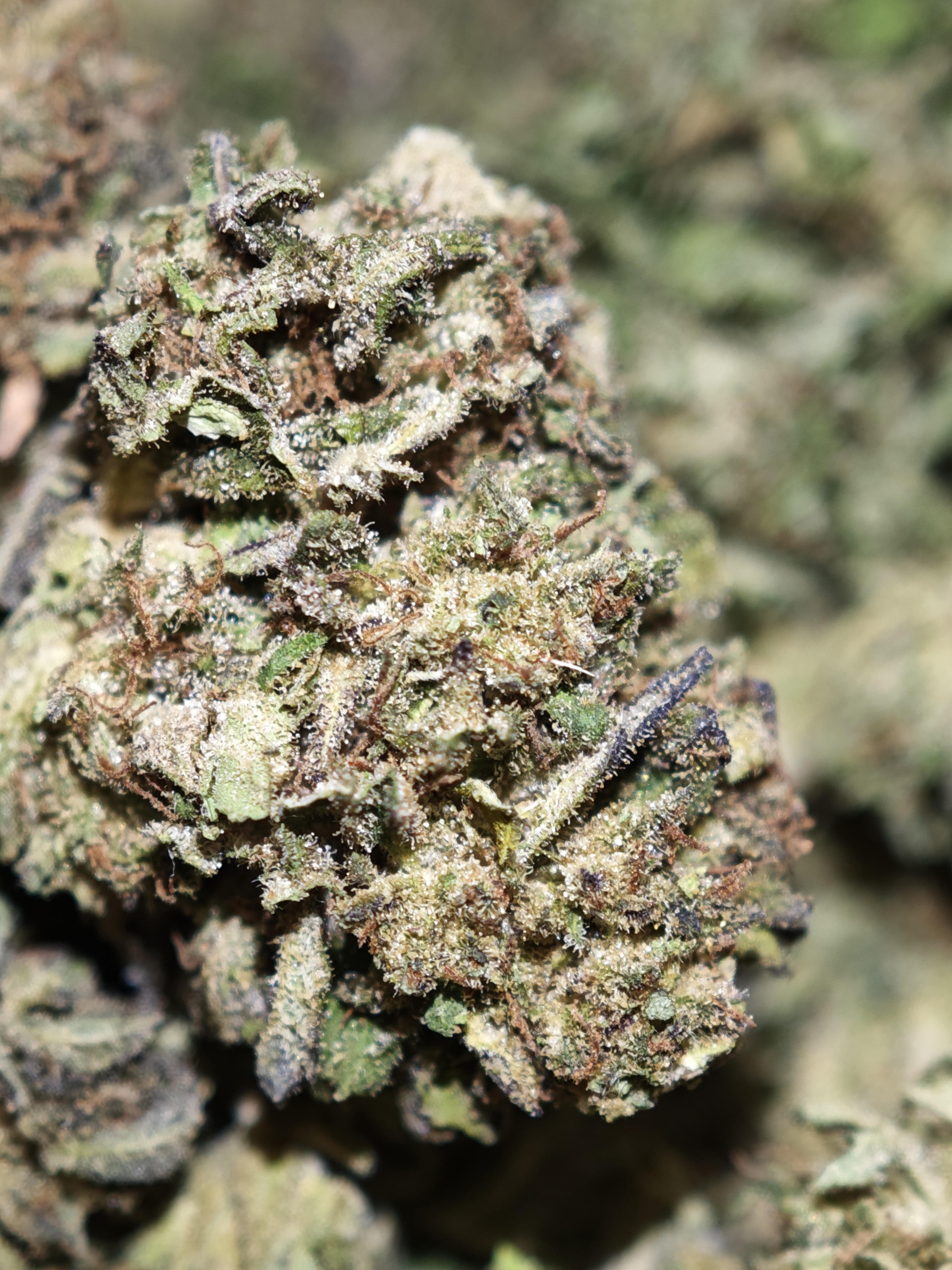 Hawaïan haze 3