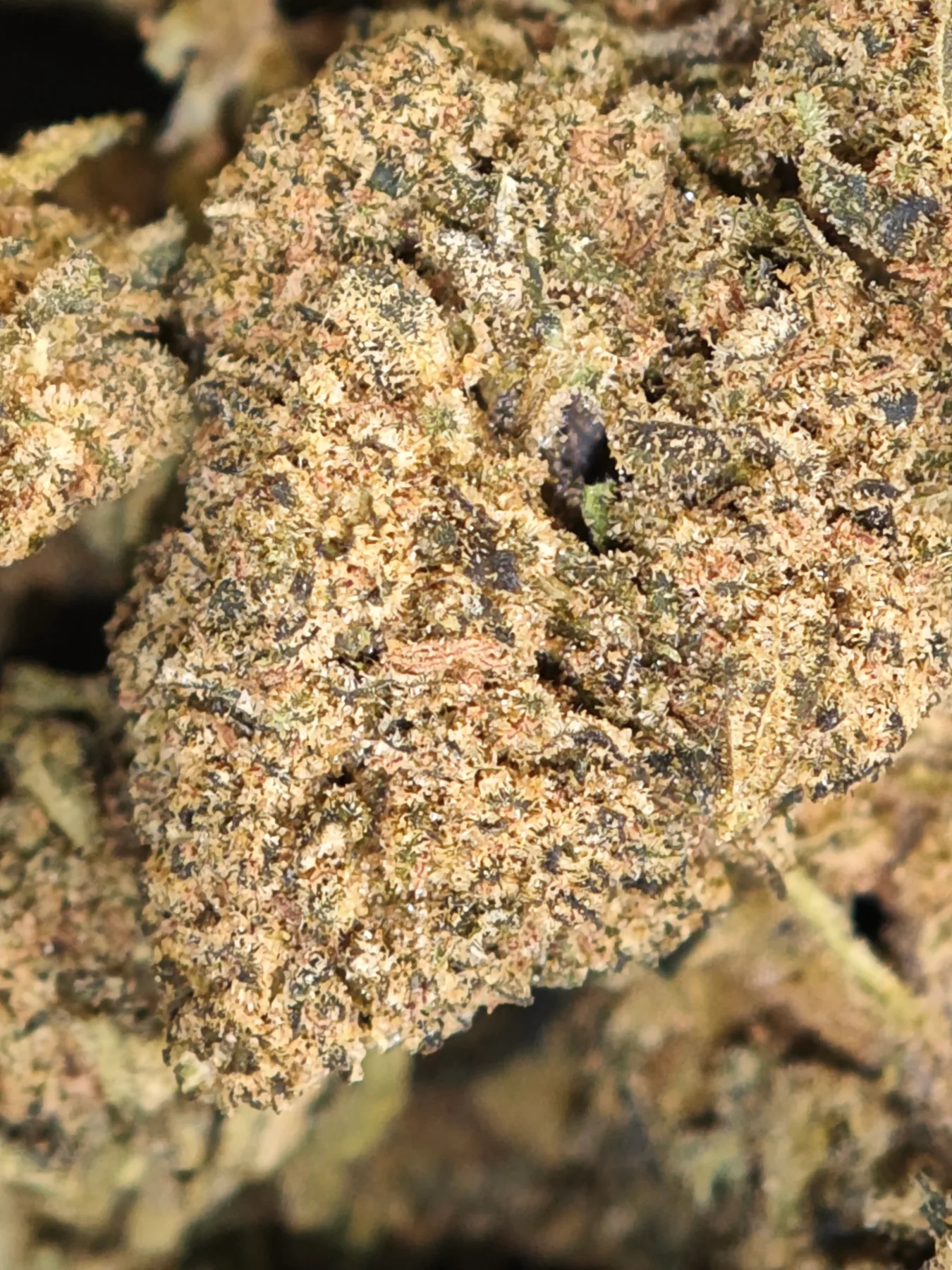 pirate berry 1