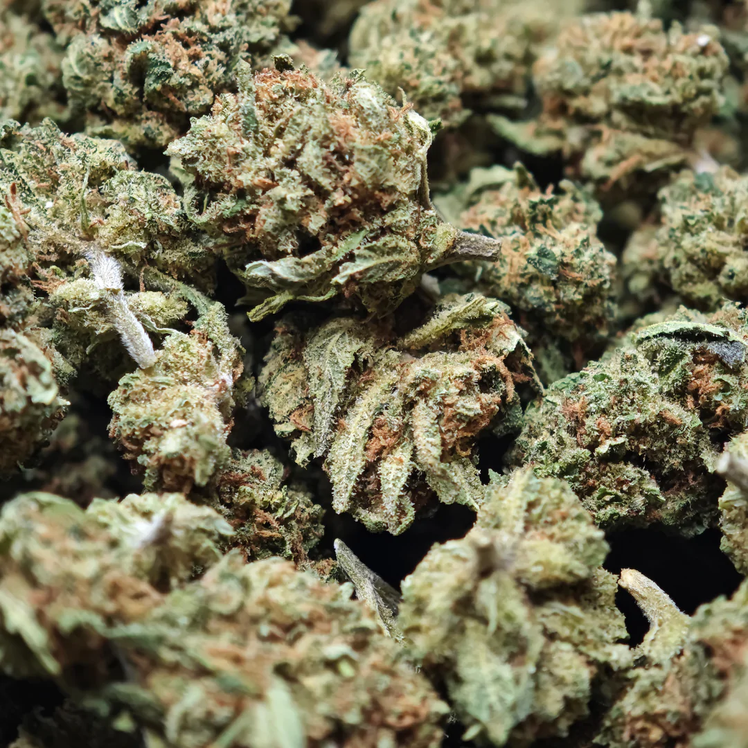 Kush Berry 3