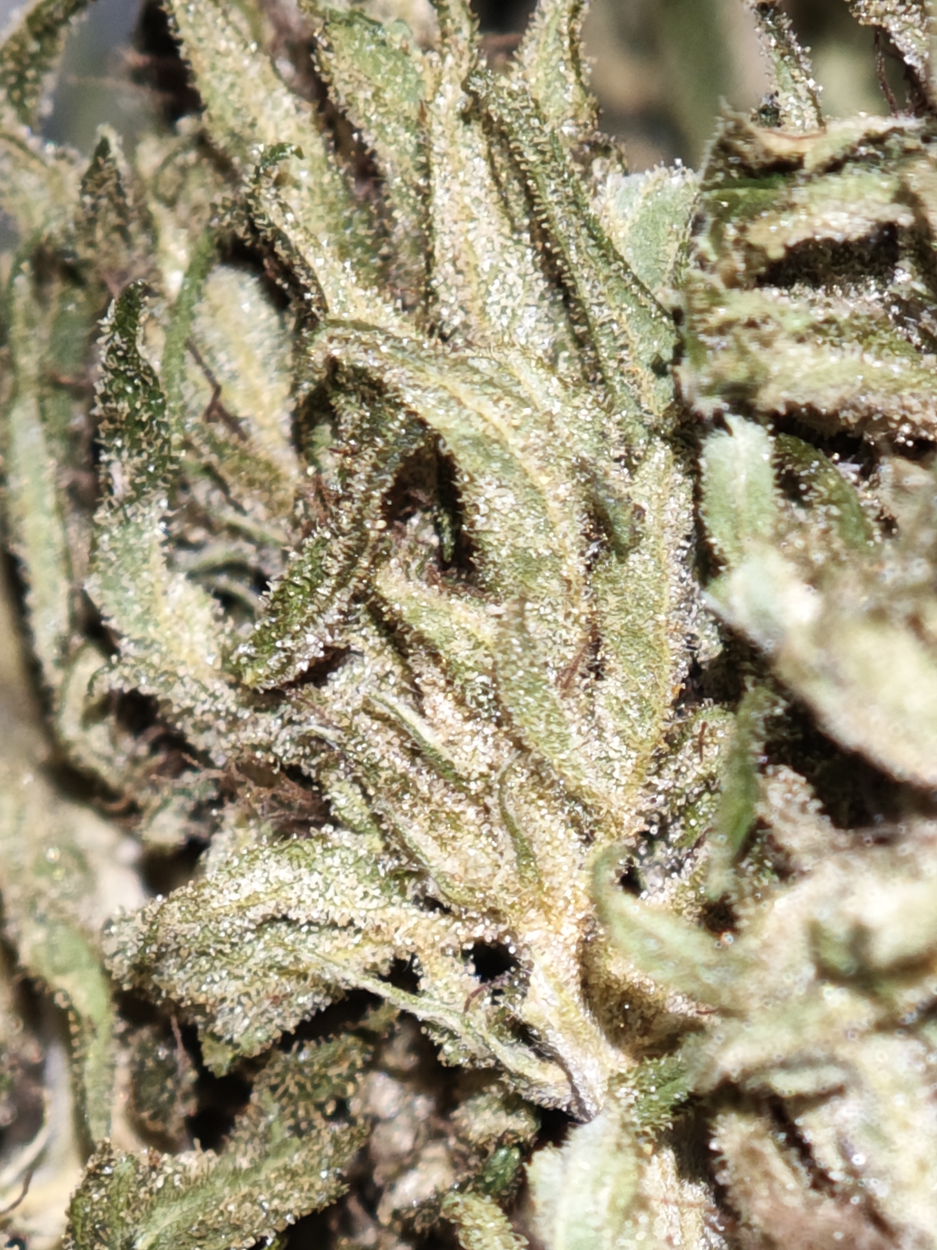 StrawNana OG 2