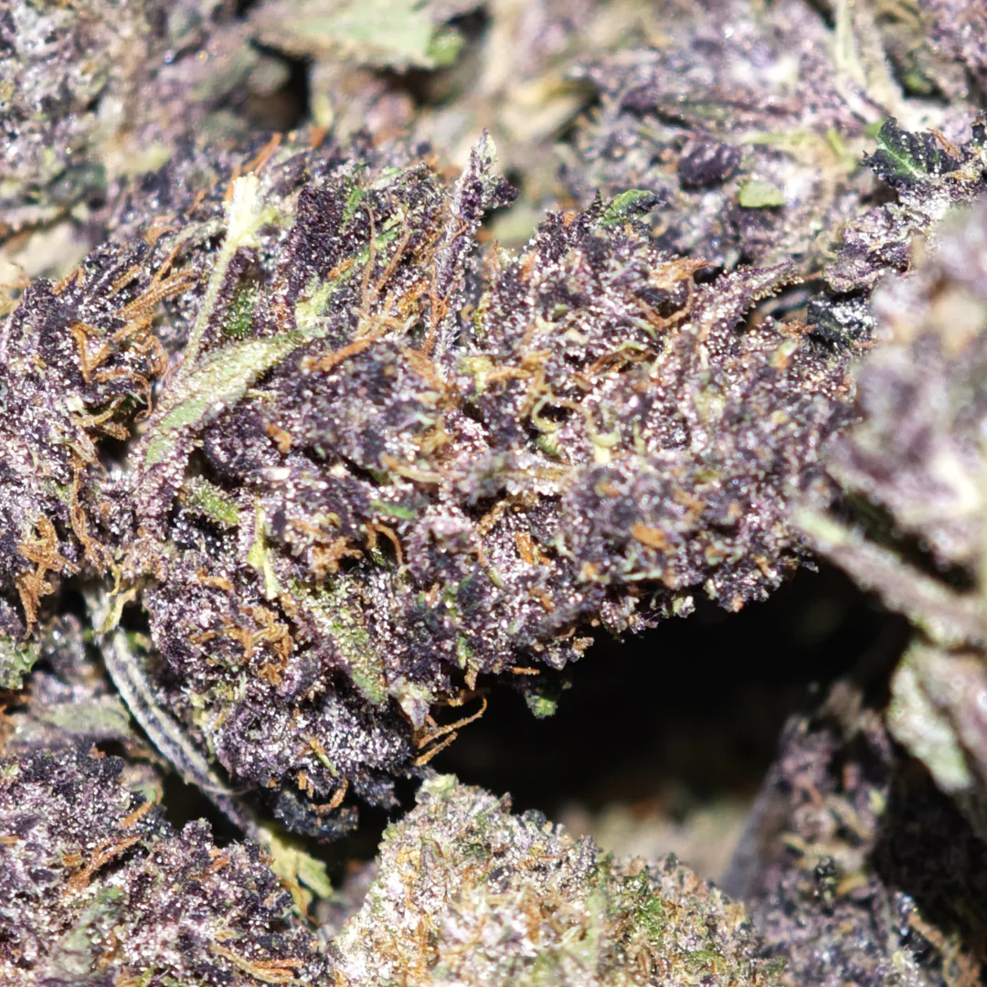 Saphir Kush 2