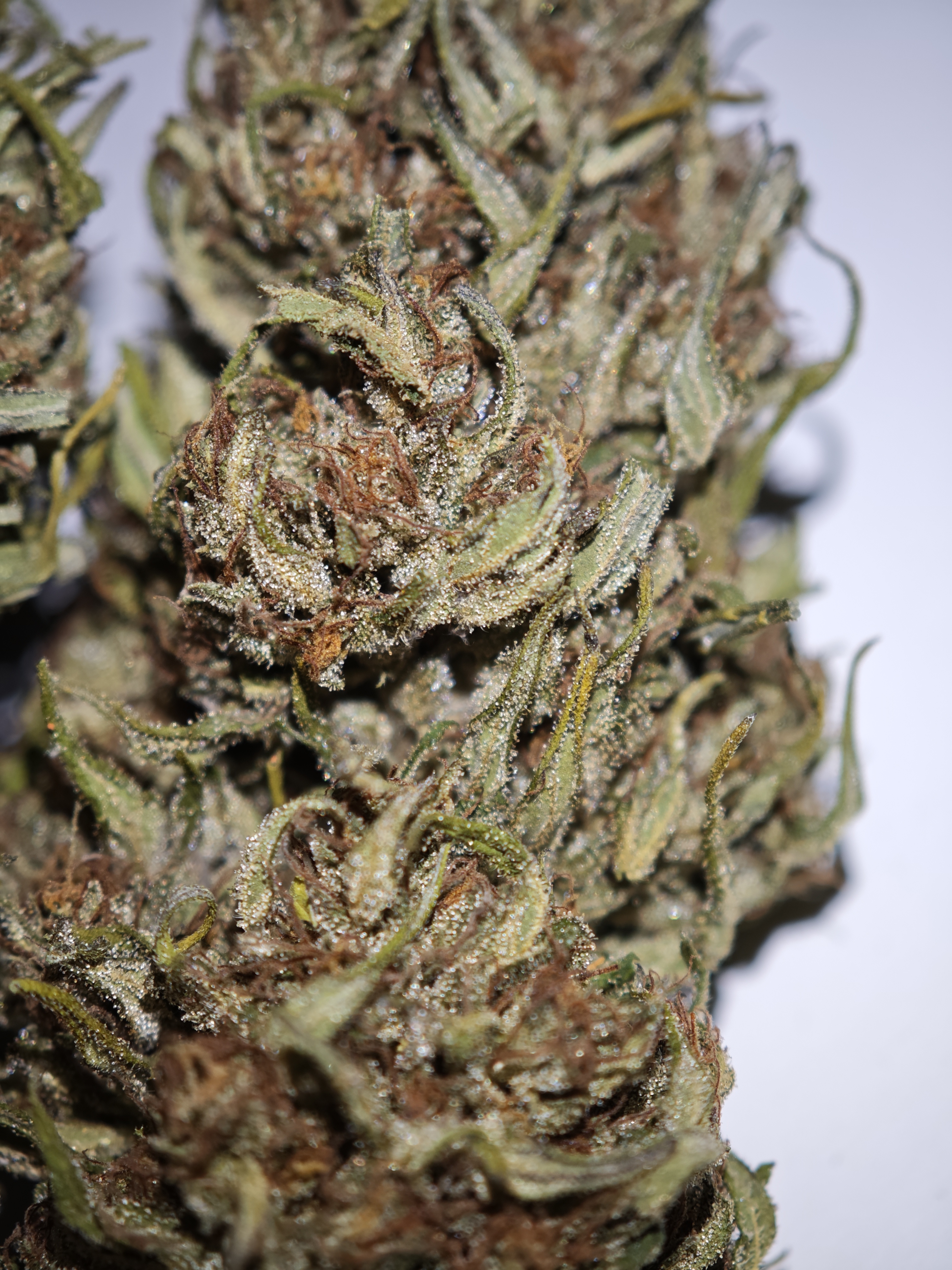 VERY CHERRY BERRY 2