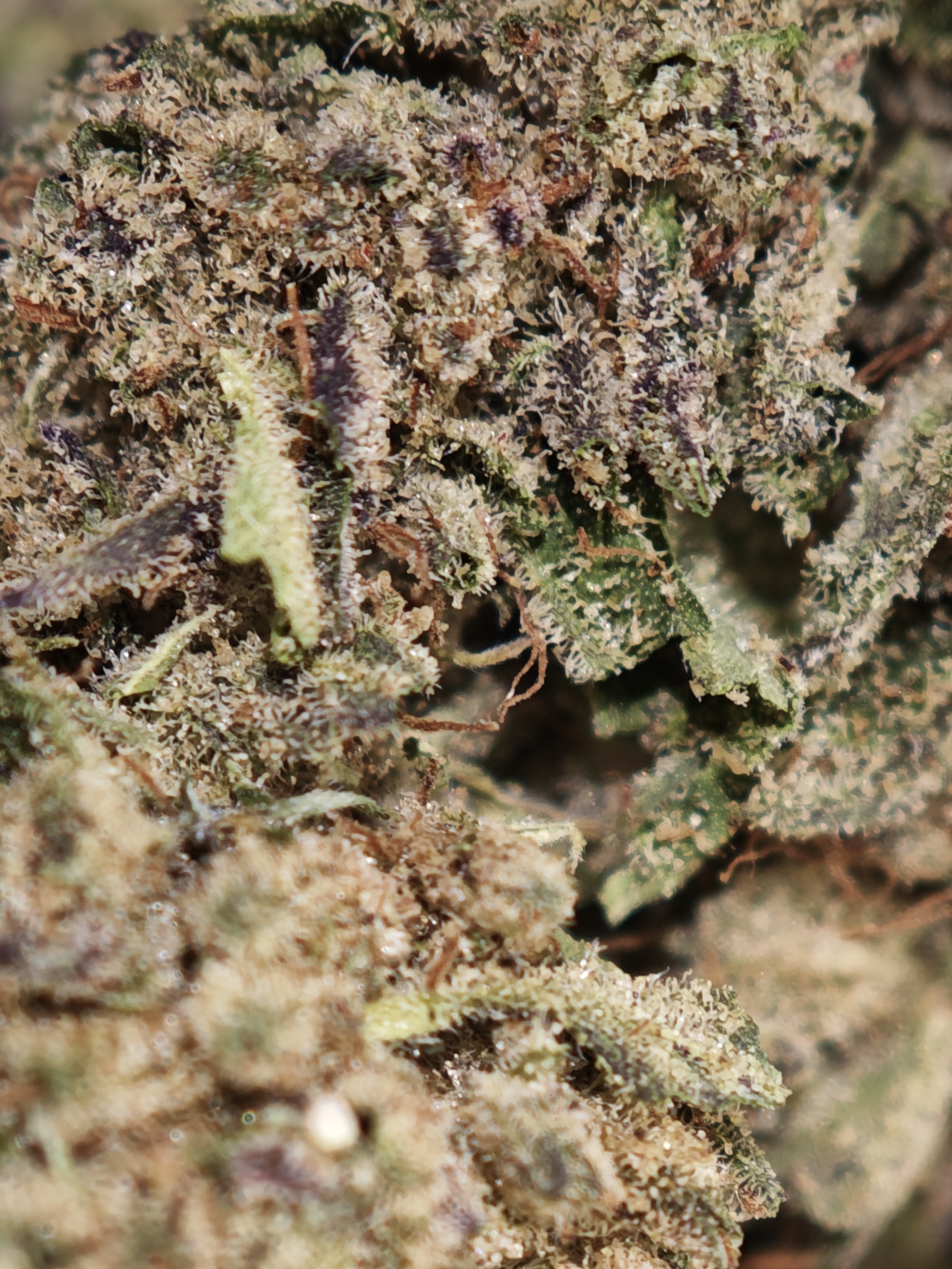 Blue Cheese 4