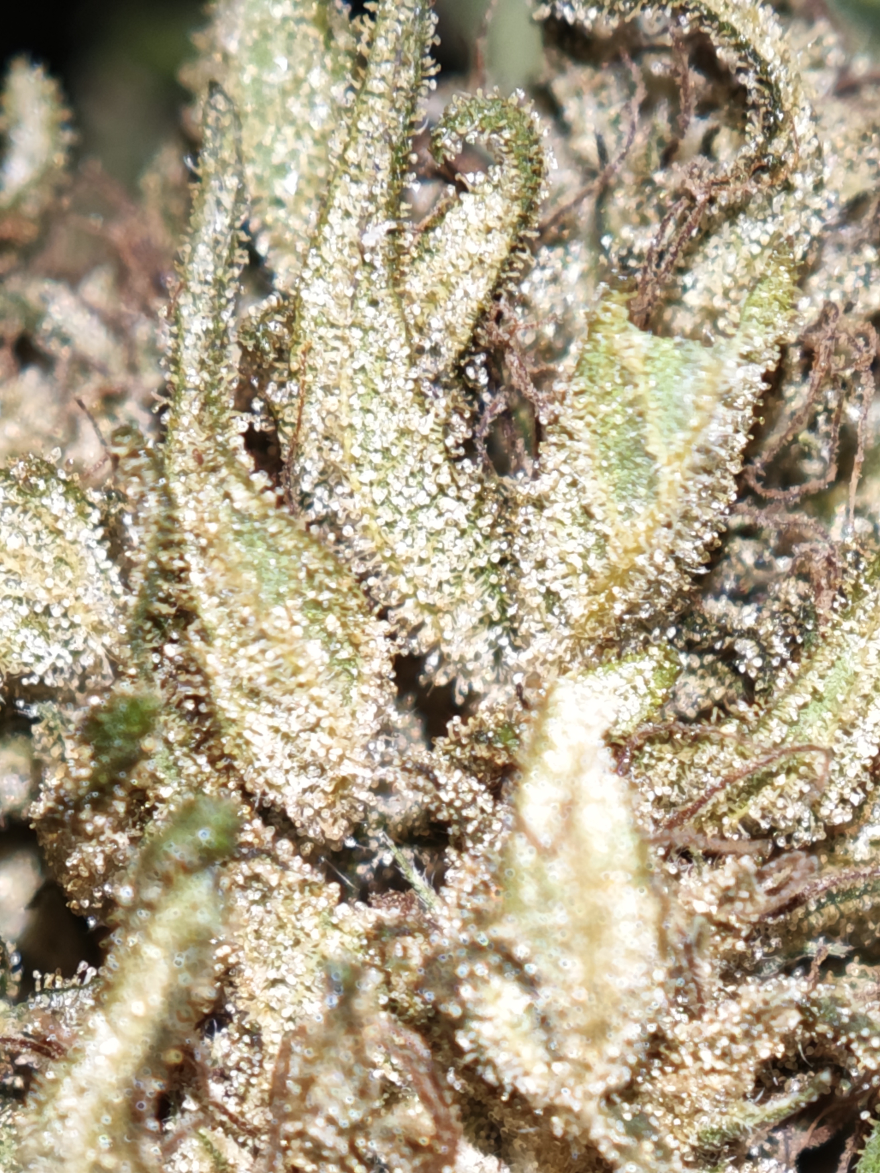 StrawNana OG 3