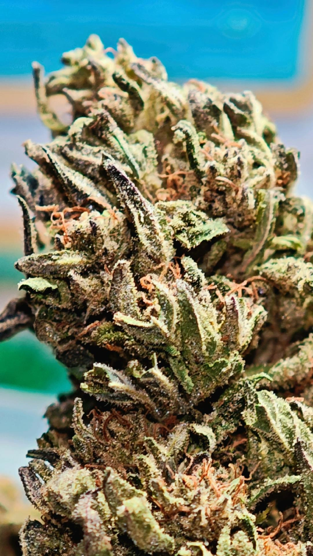 Skunk 2