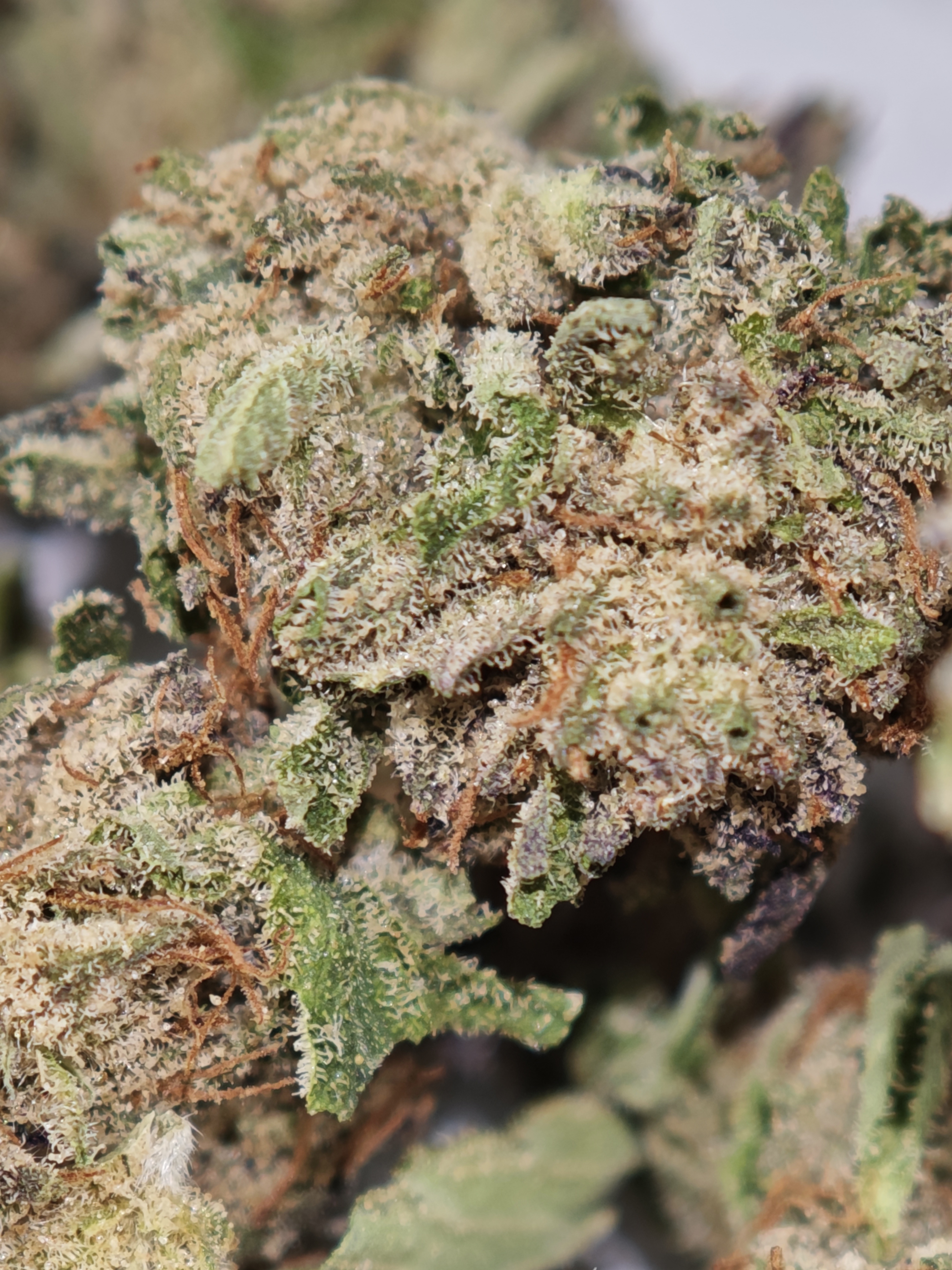 Blue Cheese 5