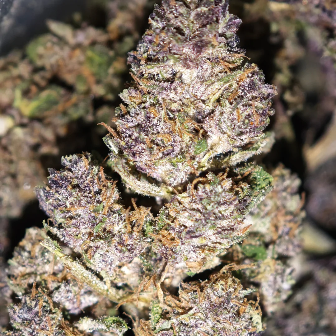 Saphir Kush