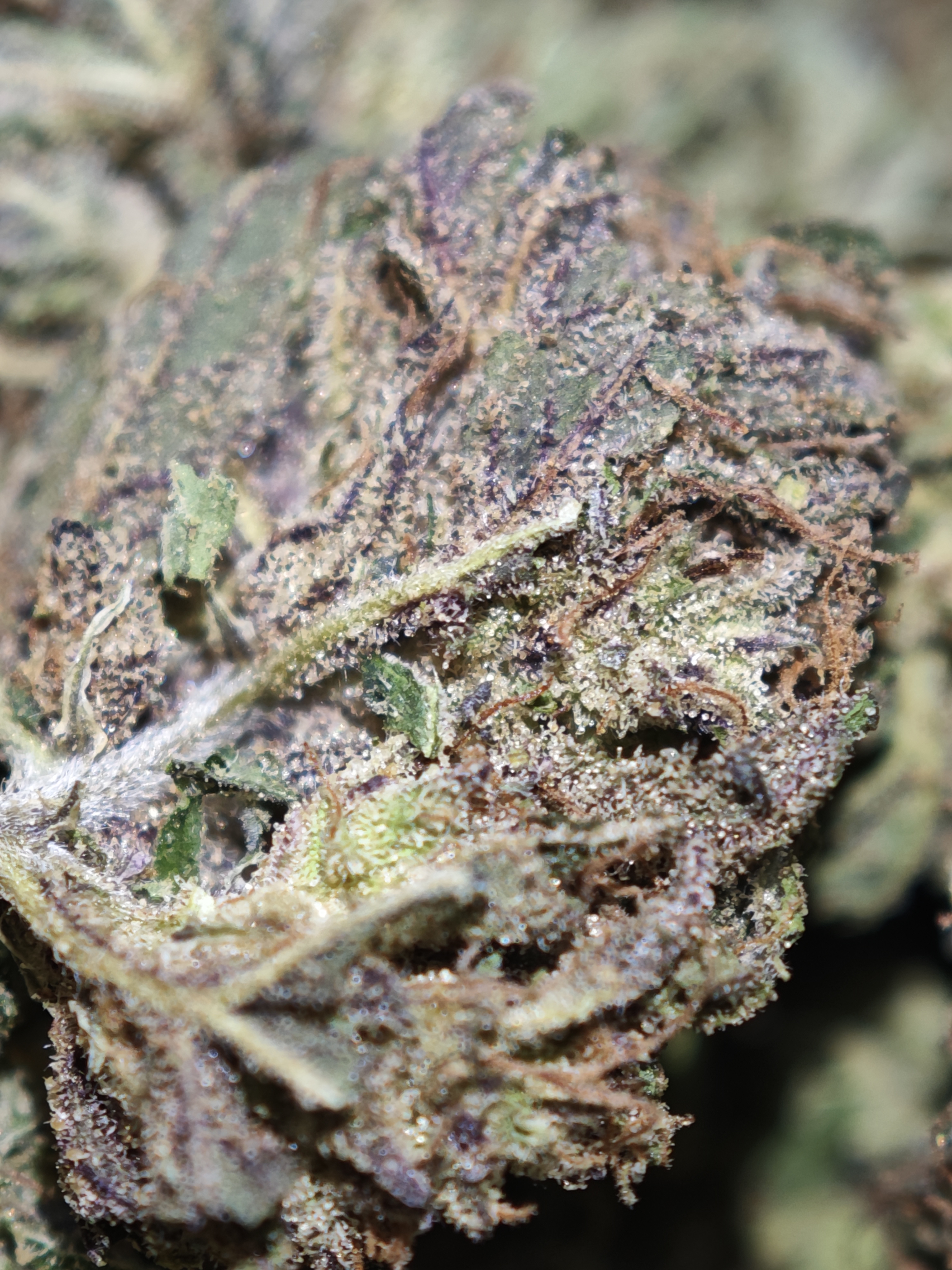 Lemon Sweet 4