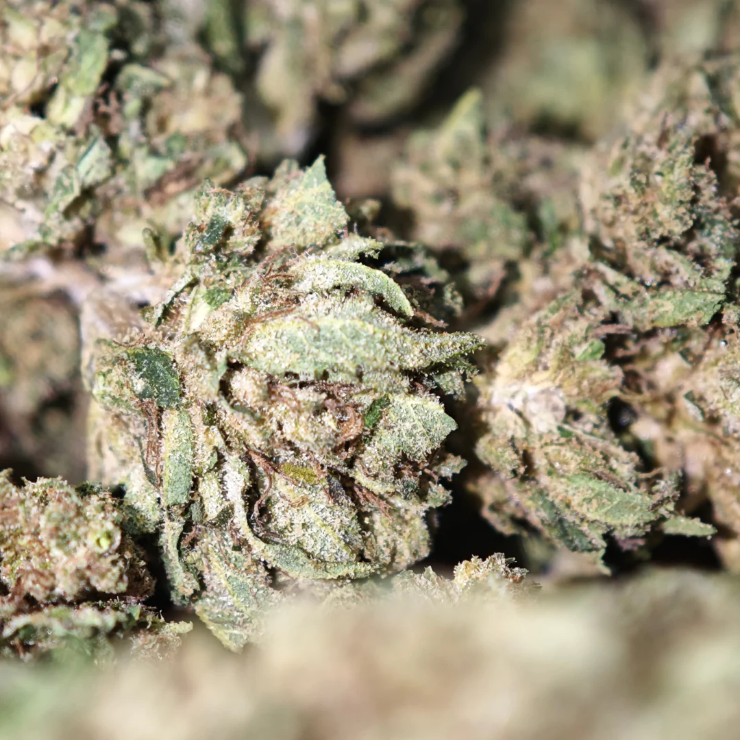 Shivas Nectar 4