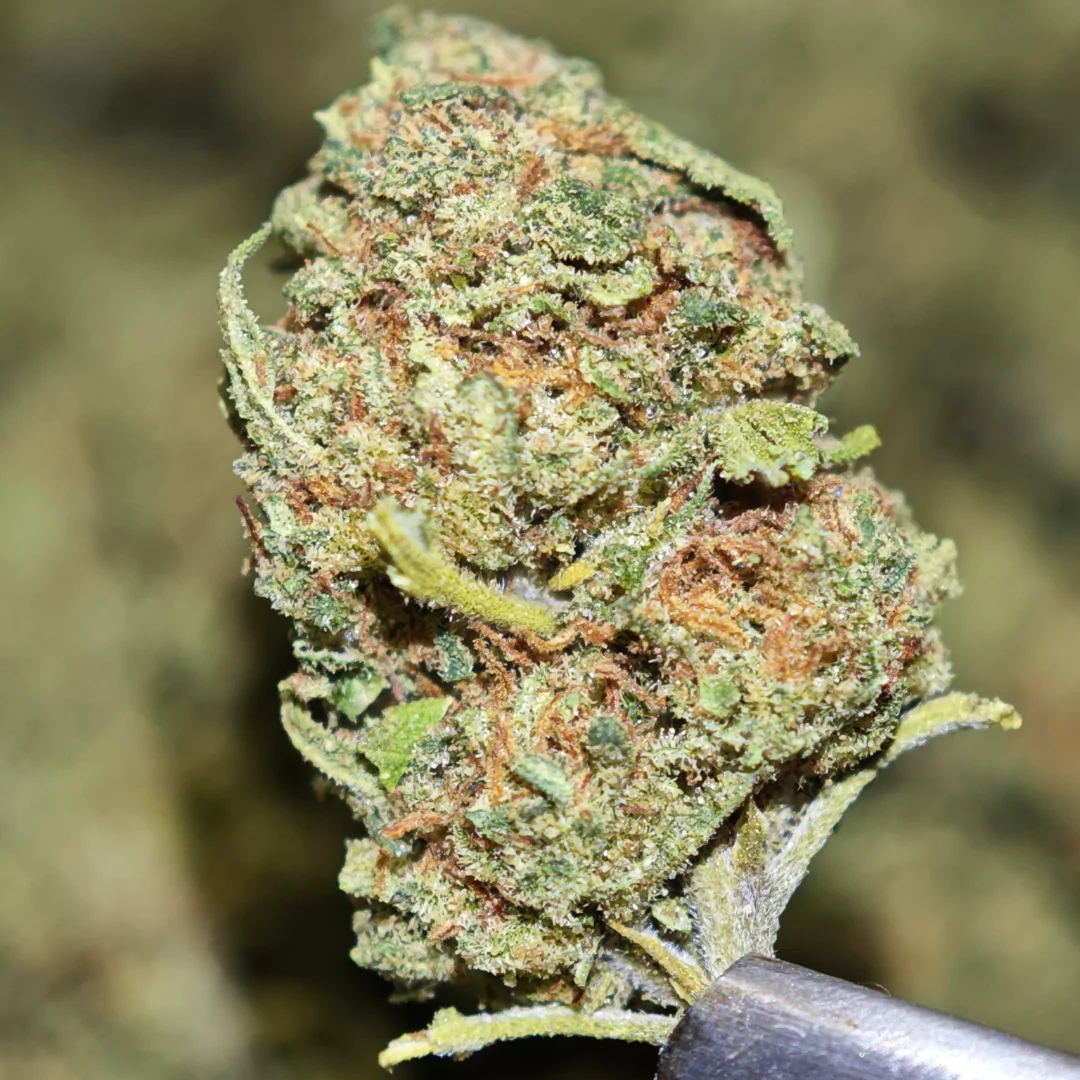 Kush Berry 2