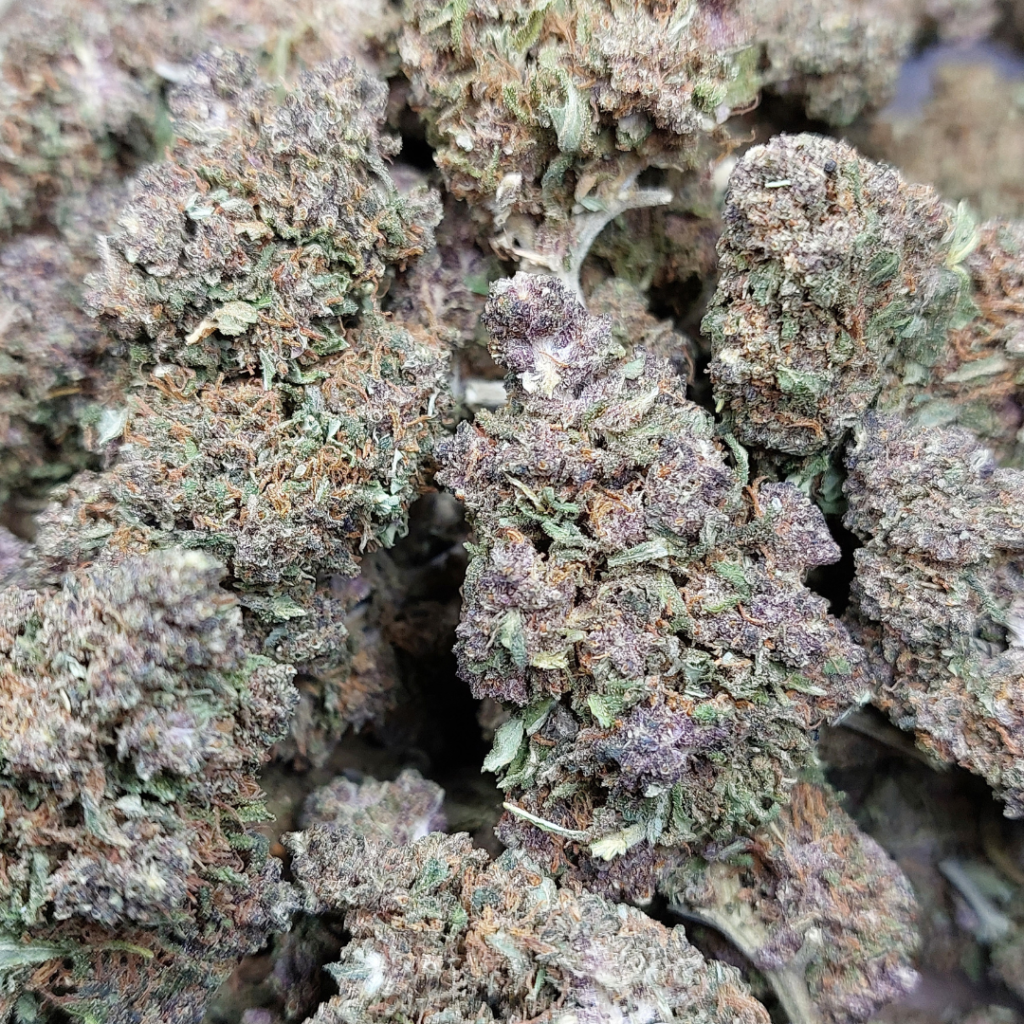 Cannabis CBD Purple.love