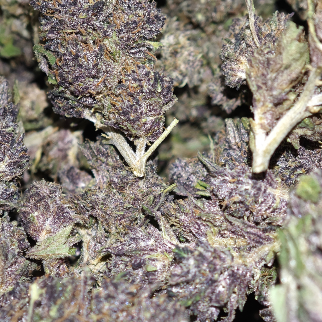 Fleur de Saphir Kush CBD française