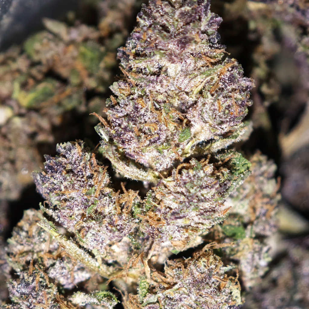 Fleur de Saphir Kush CBD française