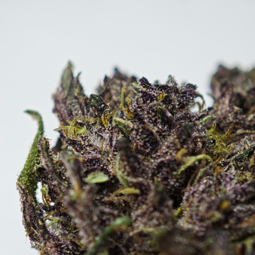 Fleur de Saphir Kush CBD française